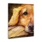 Stupell Industries Sight of Golden Retriever Canvas, design by George Dyachenko